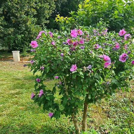 Des Arts - Danse Dans Le Perche * Rémalard