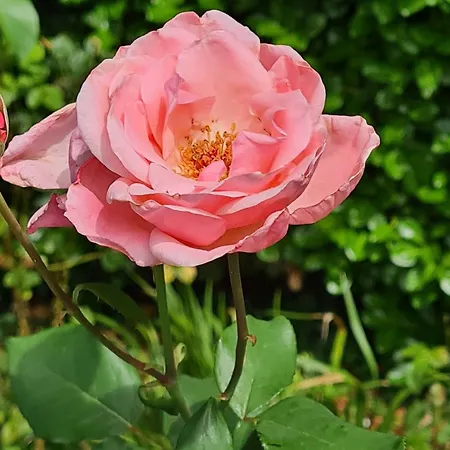 Danse Dans Le Perche شقة Rémalard