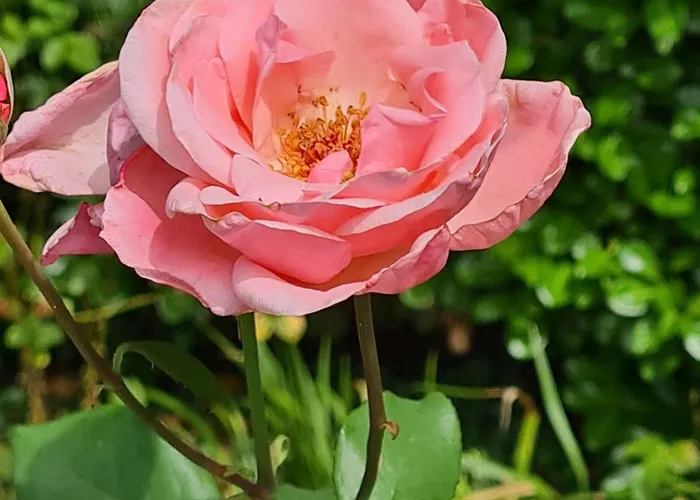 Des Arts - Danse Dans Le Perche Apartment Remalard